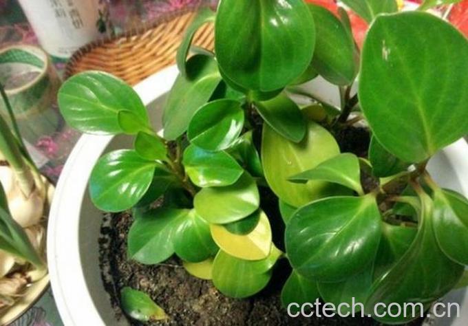 果蔬百科碧玉花的叶子发黄原因-0