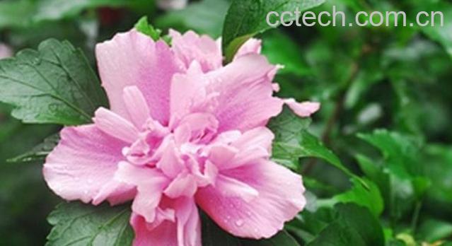 果蔬百科木槿花的养殖方法-0