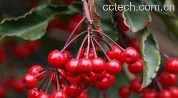 果蔬百科朱砂根的养殖方法-0