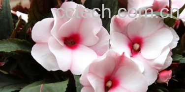 果蔬百科中国凤仙花怎么种-0