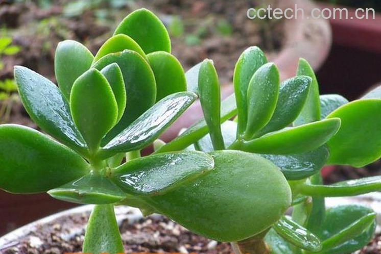果蔬百科燕子掌(景天树)的养殖养护方法-0