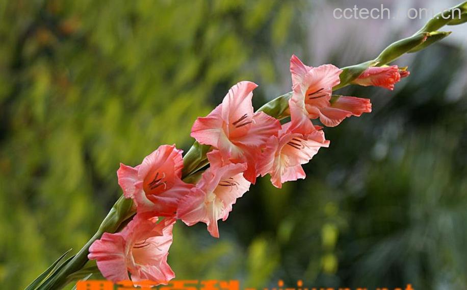 果蔬百科剑兰的养殖方法和注意事项-0