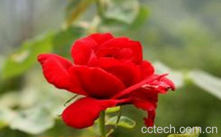 果蔬百科月季花白粉病的防治-0