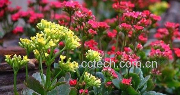 果蔬百科长寿花叶子变软怎么回事-0