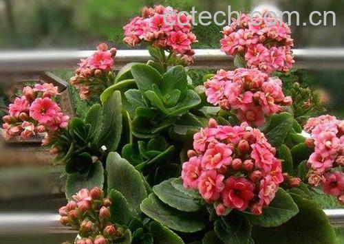 果蔬百科长寿花的养殖方法-0