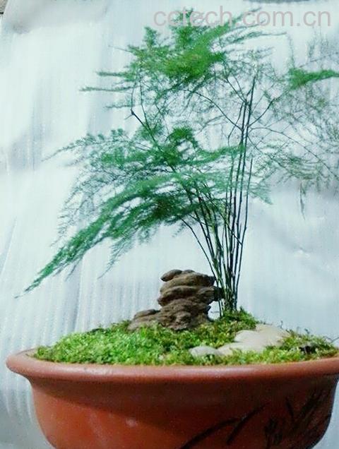 果蔬百科文竹盆景的制作与养护-0