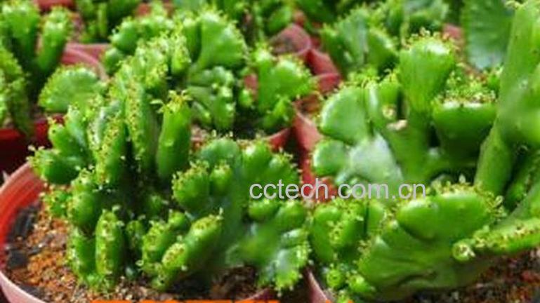 果蔬百科仙人山(山影拳)的养殖养护方法-0