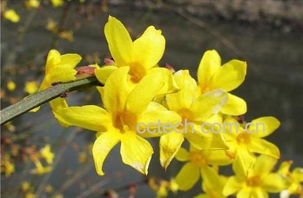 果蔬百科如何防治迎春花的常见病害-0