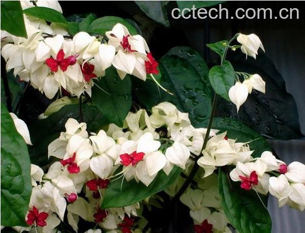 果蔬百科龙吐珠花的养殖方法-0