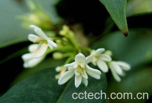 果蔬百科日香桂的繁殖和栽培技术-0