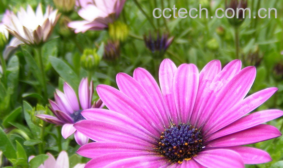 果蔬百科荷兰菊的养殖方法与注意事项-0