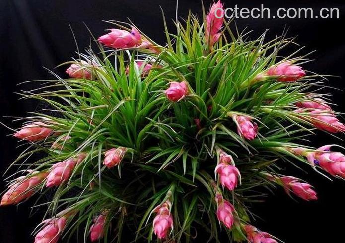 果蔬百科鸿运当头花怎么种-0