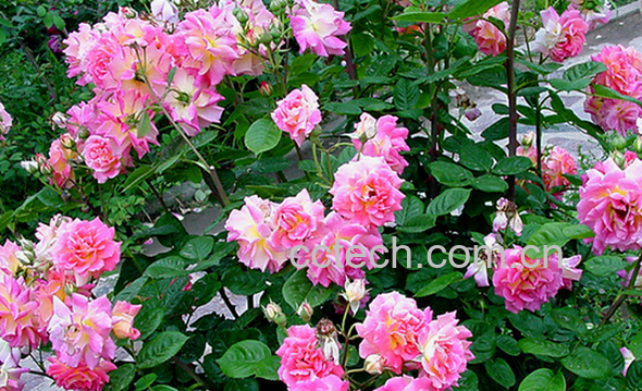 果蔬百科月季花种子怎么种-0