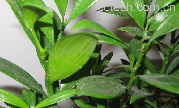 果蔬百科竹柏的功效与作用-0