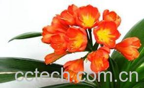 果蔬百科大花君子兰的繁殖和栽培技术-0