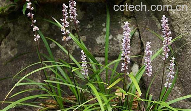 果蔬百科麦冬草的养殖方法-0