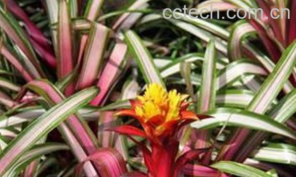 果蔬百科丹尼斯凤梨的养殖方法-0