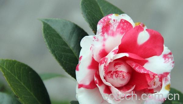 果蔬百科盆栽茶梅的养殖方法-0