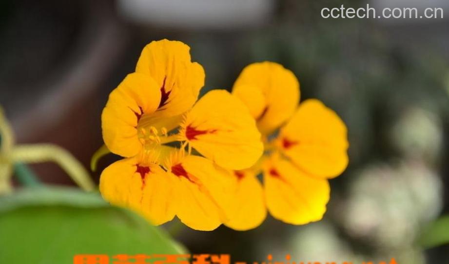 果蔬百科旱金莲图片 旱金莲种植方法图解-0