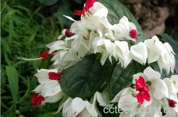 果蔬百科龙吐珠-0