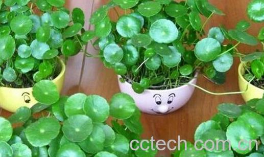 果蔬百科碗莲种植方法图解-0