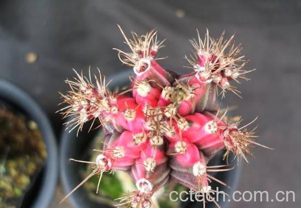 果蔬百科多肉植物绯牡丹-0