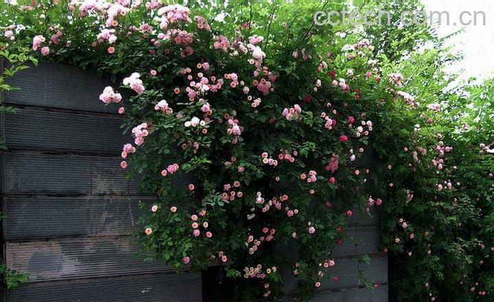 果蔬百科爬墙月季的养殖方法-0