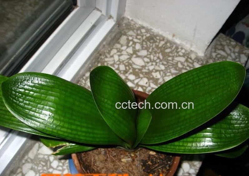 果蔬百科君子兰为什么不开花-0