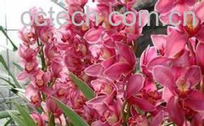 果蔬百科蕙兰花图片 蕙兰花怎么养-0