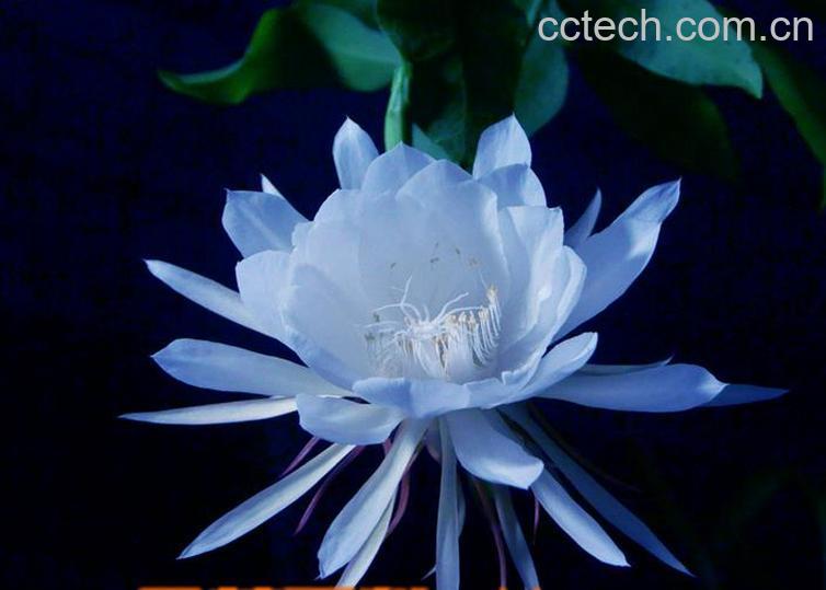 果蔬百科昙花为什么不开花-0