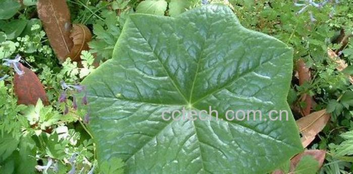 果蔬百科八角莲图片 八角莲种植技巧-0