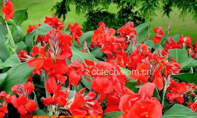 果蔬百科美人蕉的养殖方法-0