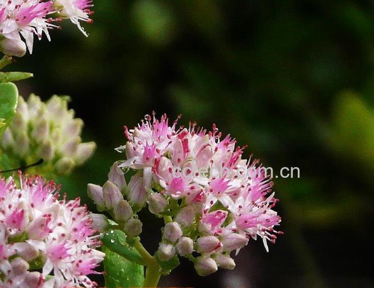 果蔬百科八宝景天的养殖方法-0