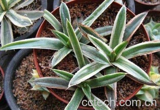 果蔬百科龙舌兰科辉山的养殖方法-0