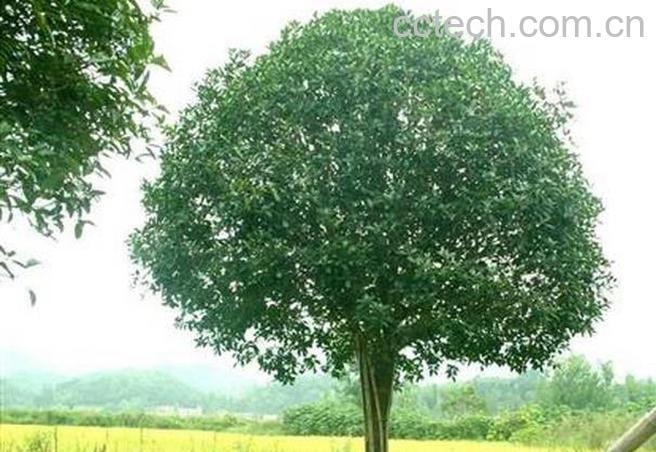 果蔬百科桂花树为什么不开花-0