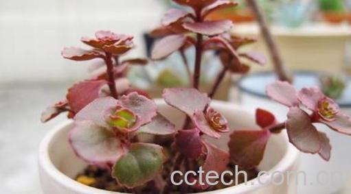 果蔬百科小球玫瑰的种植与养护-0