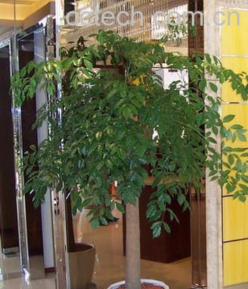 果蔬百科幸福树叶子发黄怎么办-0