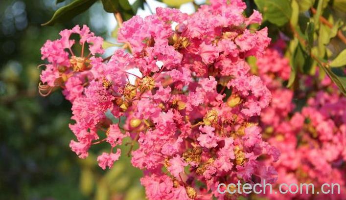 果蔬百科紫薇花叶子发黄是怎么回事-0