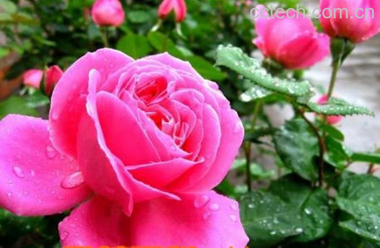 果蔬百科月季花的功效与作用-0