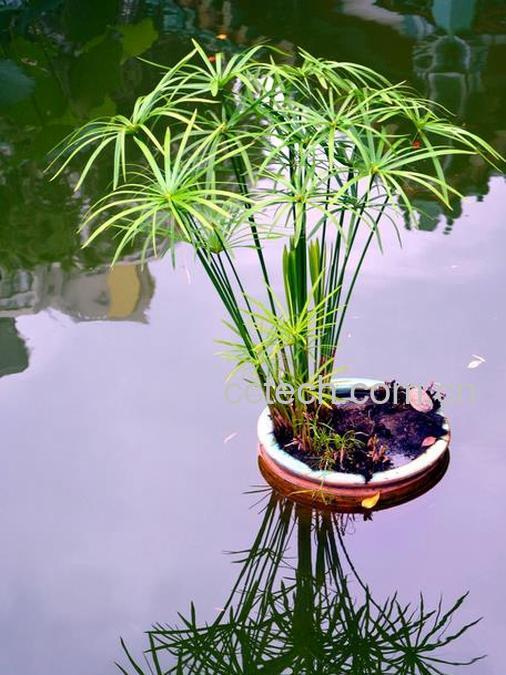 果蔬百科水竹(旱伞草 水棕竹)的养殖养护方法-0