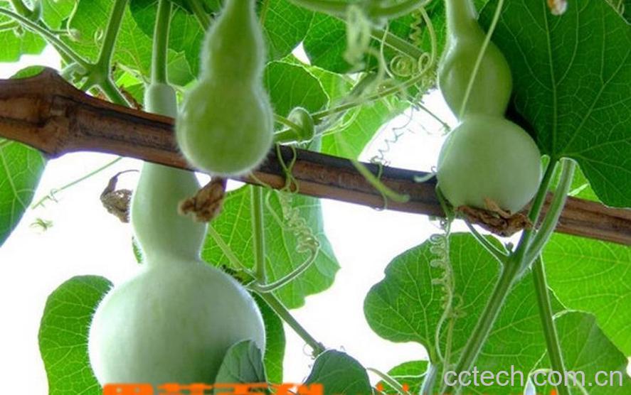 果蔬百科手捻葫芦种植及各类葫芦种植方法-0