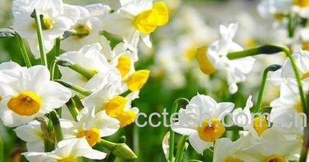 果蔬百科水仙花开花后怎么养-0