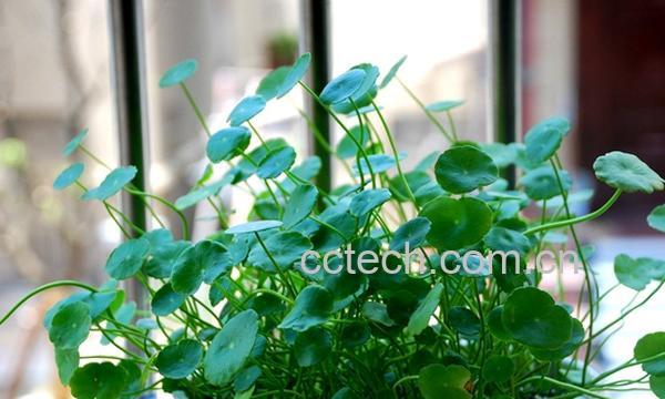 果蔬百科铜钱草的养殖方法-0