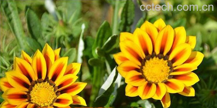 果蔬百科勋章菊冬季种植方法与注意事项-0