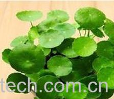 果蔬百科铜钱草怎么土养 铜钱草土养方法-0