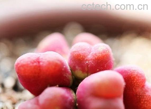 果蔬百科毛汉尼蜕皮如何断水-0