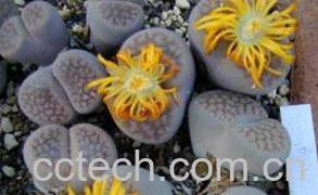 果蔬百科生石花的蜕皮过程与如何断水-0