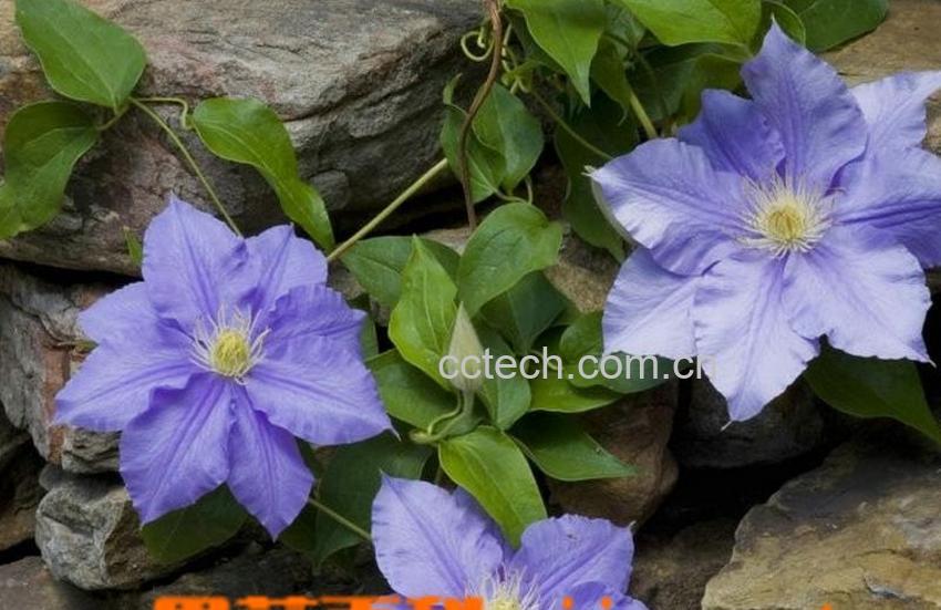 果蔬百科铁线莲夏季种植方法-0