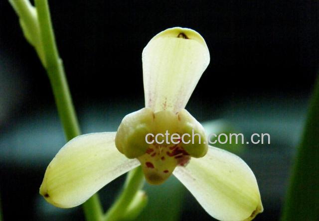 果蔬百科春兰花(山兰)的养殖养护方法-0