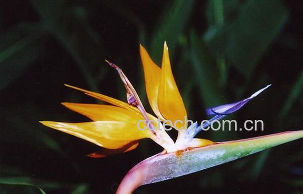 果蔬百科鹤望兰(天堂鸟)的养殖养护方法-0